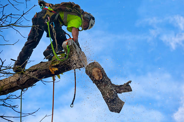 Professional Tree Care in South Daytona, FL